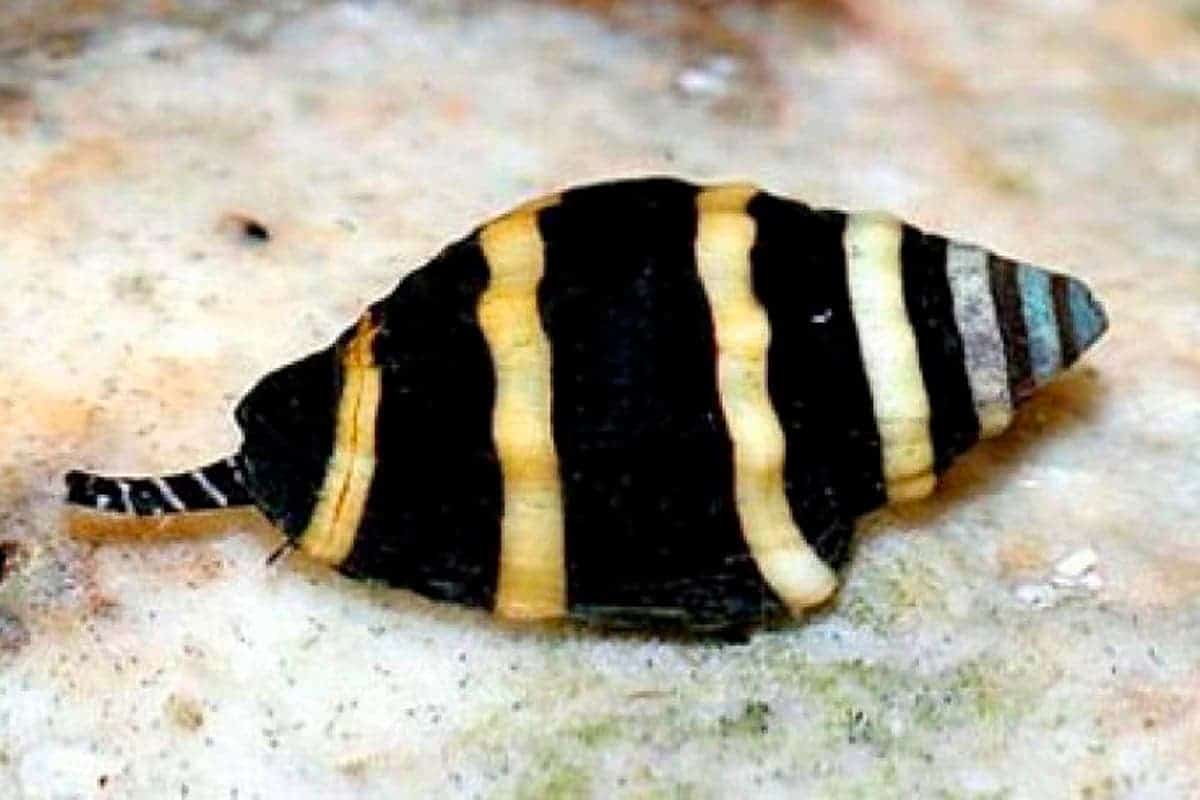 BUMBLE BEE SNAIL