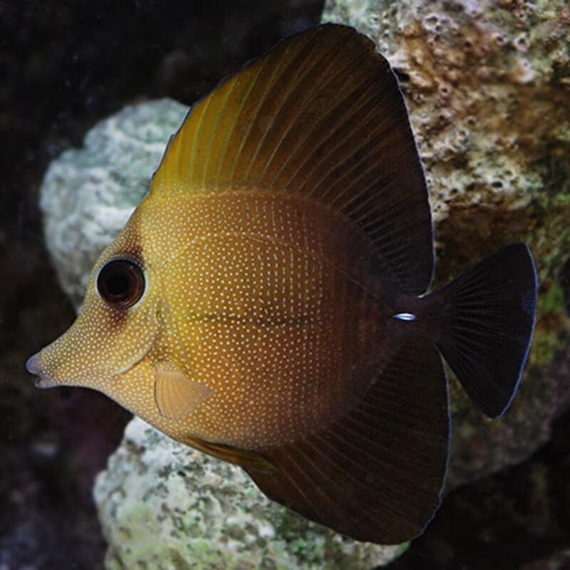 Scopas Tang