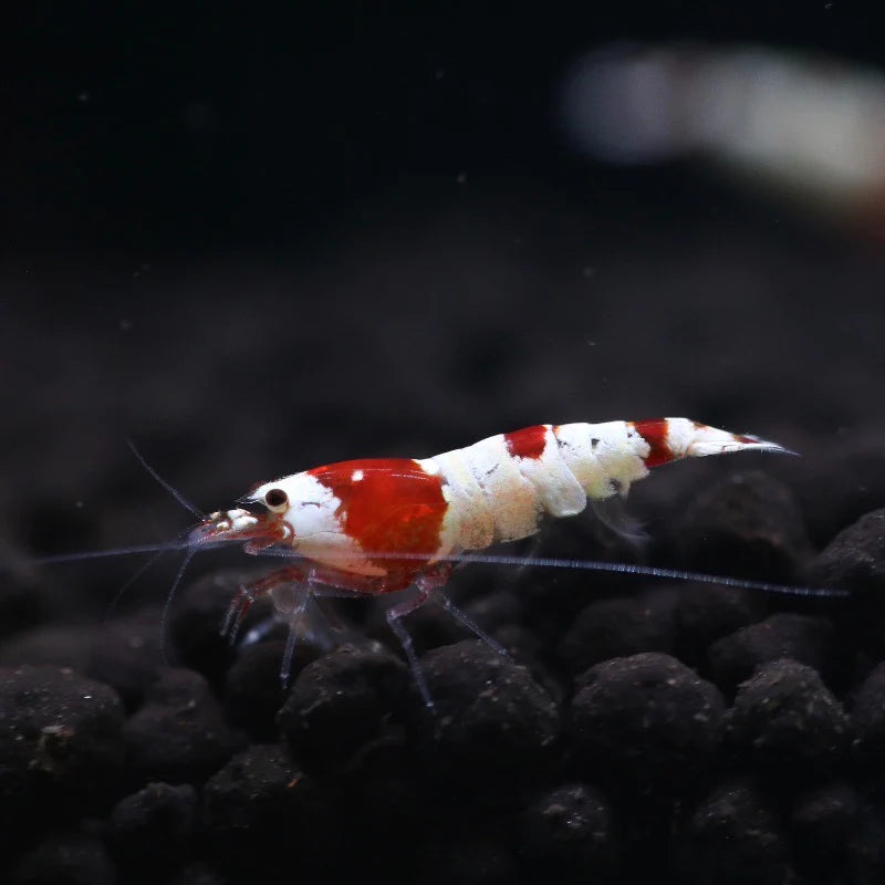 CRYSTAL RED SHRIMP
