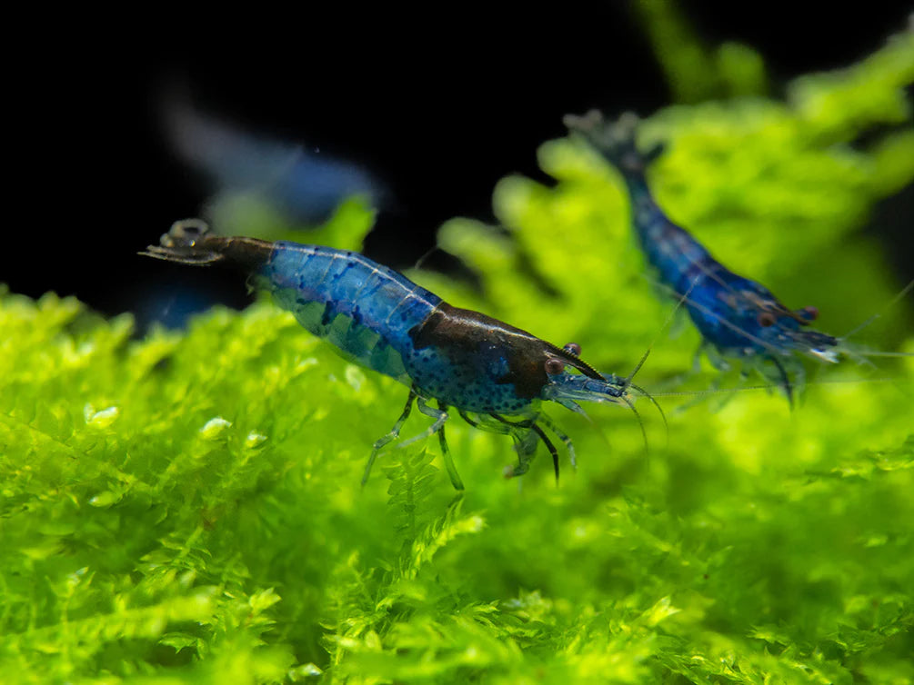 BLUE VELVET SHRIMP