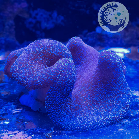 Blue Carpet Anemone