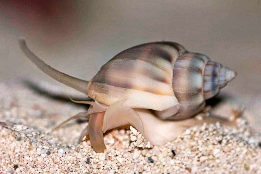 Nassarius Sand Snail