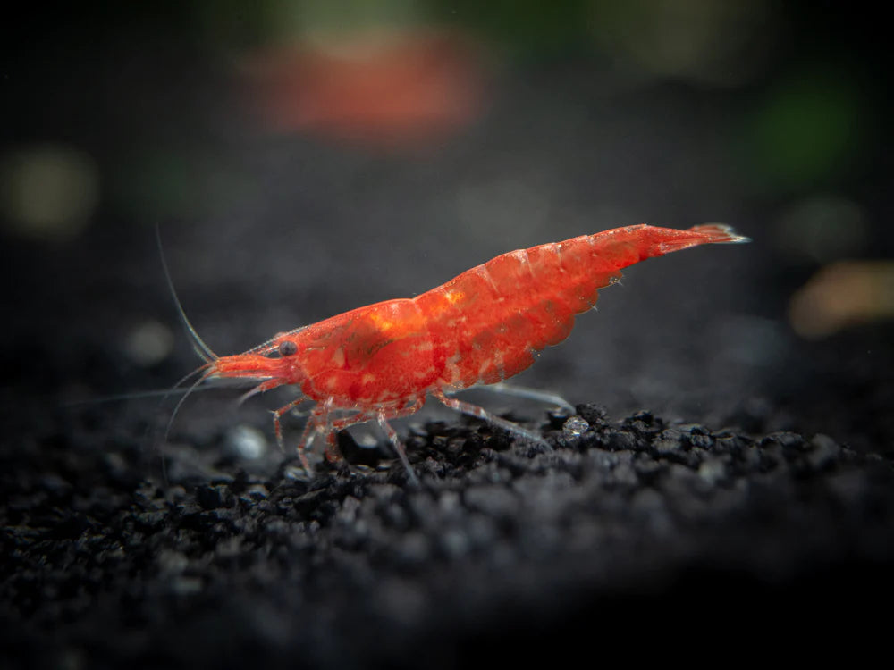 CHERRY SHRIMP