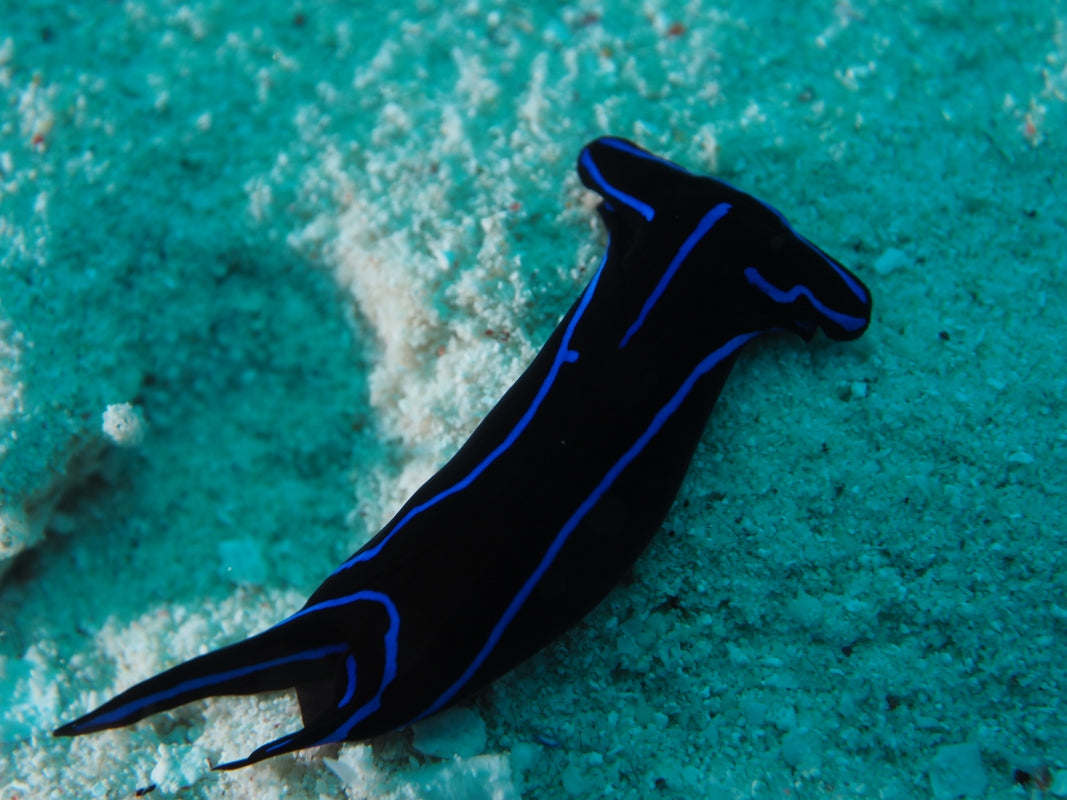 Velvet Nudibranch