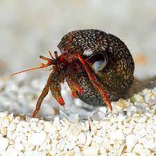 Red Leg Reef Hermit Crab