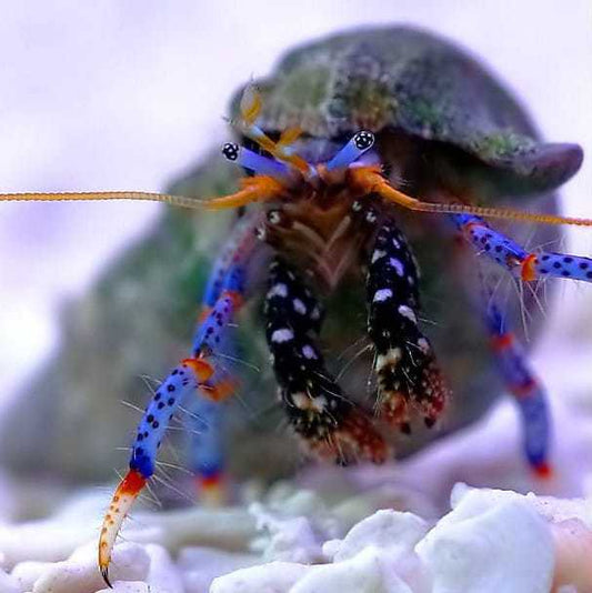 Blue Leg Reef Hermit Crab