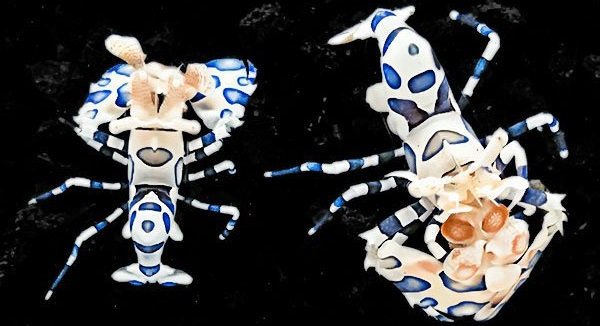 Harlequin Shrimp