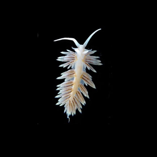 Berghia Nudibranchs